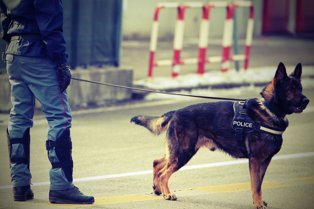 Police officer with German Shepherd on leash during patrol.